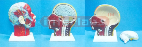 SUPERFICIAL FACE WITH MUSCLE, NERVE BLOOD VESSEL WITH DISSECTIBLE BRAIN MODEL